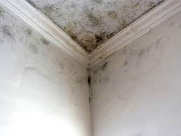 Best Environmental Consulting for Mold Prevention  in Holmes Beach, FL