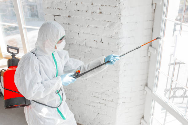 Reliable Holmes Beach, FL Mold Removal Services Solutions