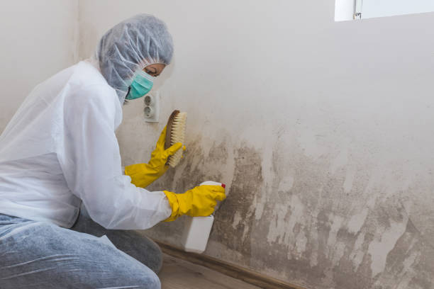 Best Biohazard Mold Removal  in Holmes Beach, FL