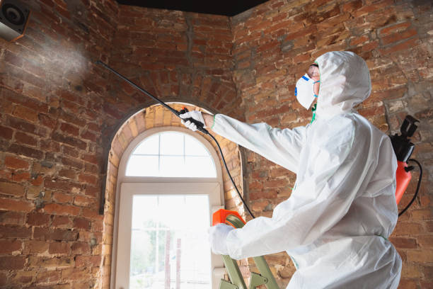 Best Mold Damage Restoration  in Holmes Beach, FL