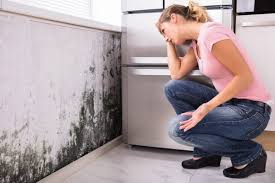 Best Black Mold Removal  in Holmes Beach, FL